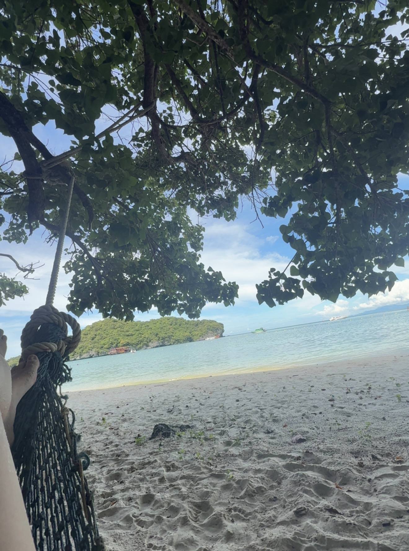Looking up into the trees from a hammock on the sand