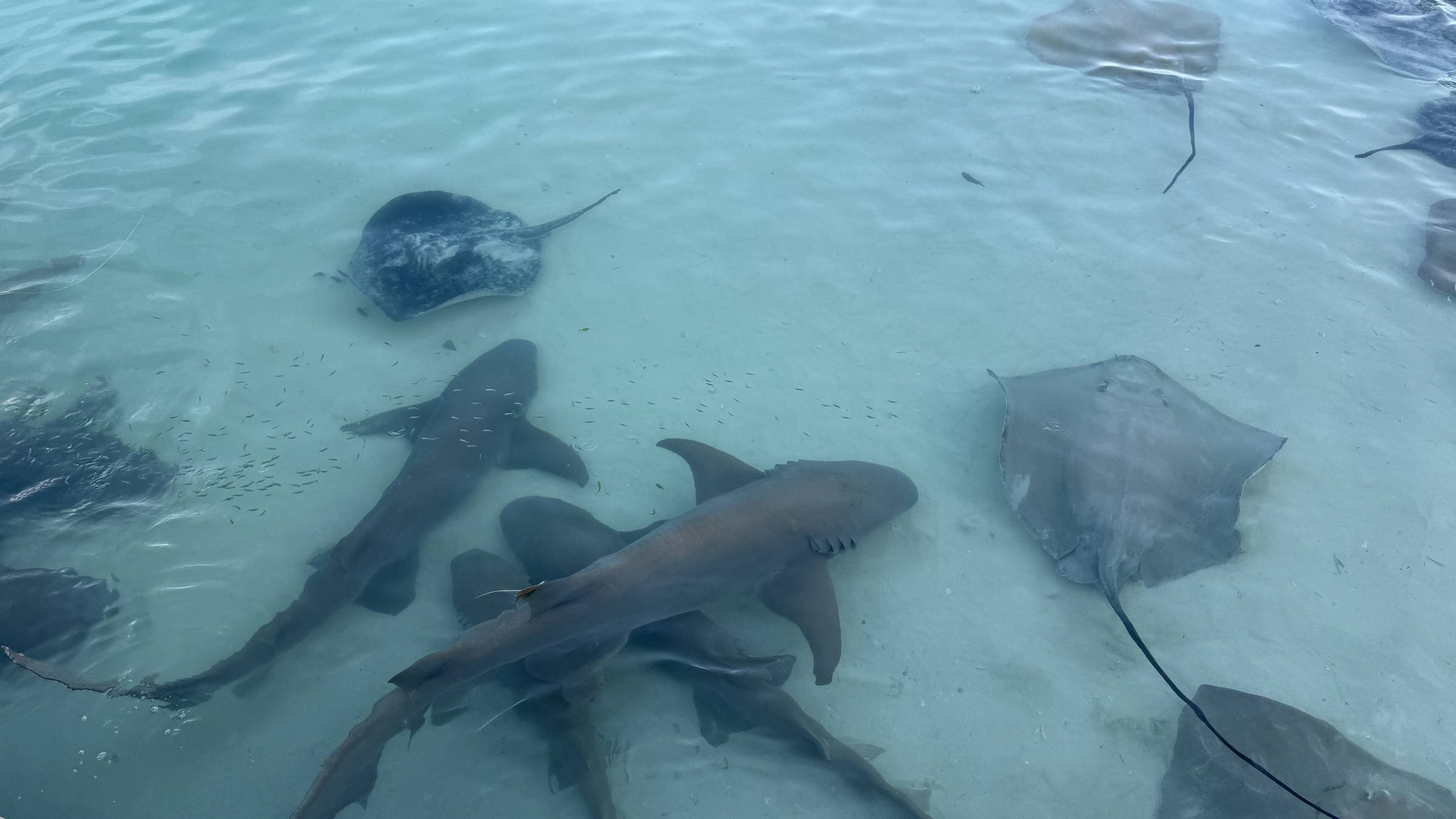 Reef sharks and rays in the shallows